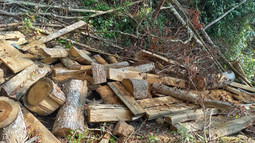 VKSND huyện Sốp Cộp (Sơn La) kiến nghị phòng ngừa vi phạm và tội phạm trong công tác quản lý, bảo vệ rừng