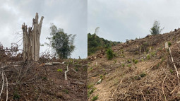 Nghệ An: VKSND huyện Tương Dương kiến nghị phòng ngừa vi phạm khai thác và bảo vệ rừng 