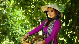 Bình Dương sẵn sàng cho Lễ hội Mùa trái chín năm 2024