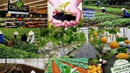 Chính sách mới khuyến khích nông nghiệp hữu cơ, tuần hoàn