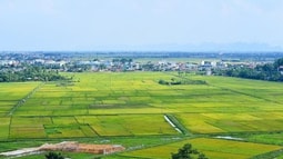 Về tội vi phạm quy định về bồi thường, hỗ trợ, tái định cư khi nhà nước thu hồi đất