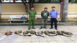 Audio: Giám định, định giá, xử lý vật chứng trong quá trình giải quyết các vụ án liên quan đến động vật hoang dã