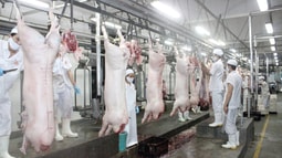 Thủ tướng Chính phủ yêu cầu chấn chỉnh công tác kiểm soát giết mổ sản phẩm động vật